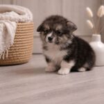Josette-female-Welsh-Corgi-puppy-for-sale-1 (3)