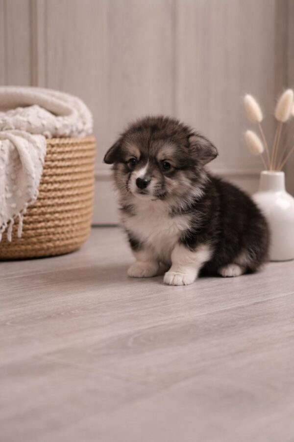 Josette Welsh Corgi Josette Welsh Corgi