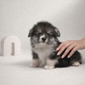 Josette Welsh Corgi Josette Welsh Corgi