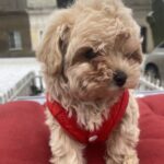 Jusya-female-maltipoo-puppy-for-sale-1 (1)
