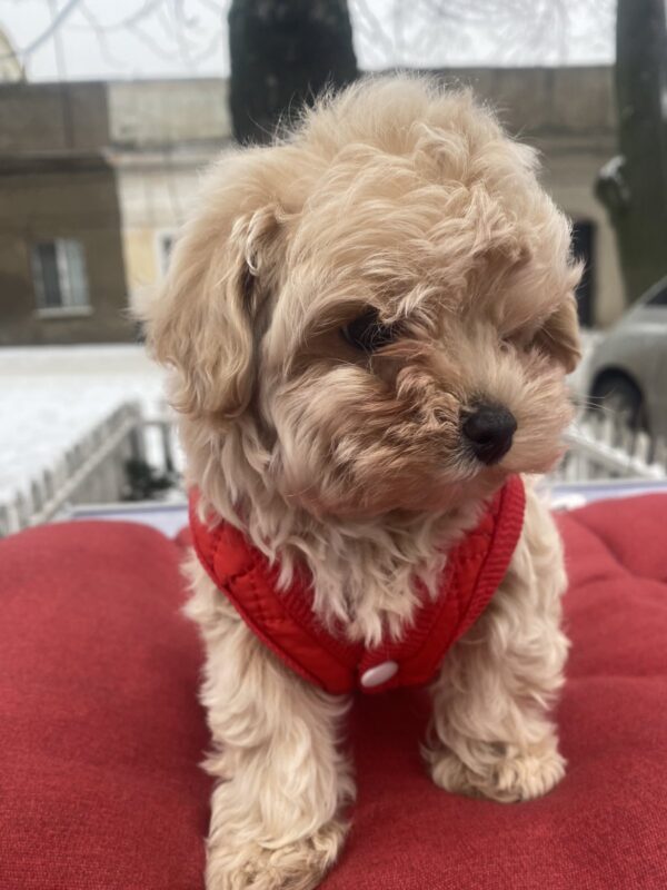 Jusya Maltipoo Jusya Maltipoo