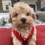 Jusya-female-maltipoo-puppy-for-sale-1 (2)