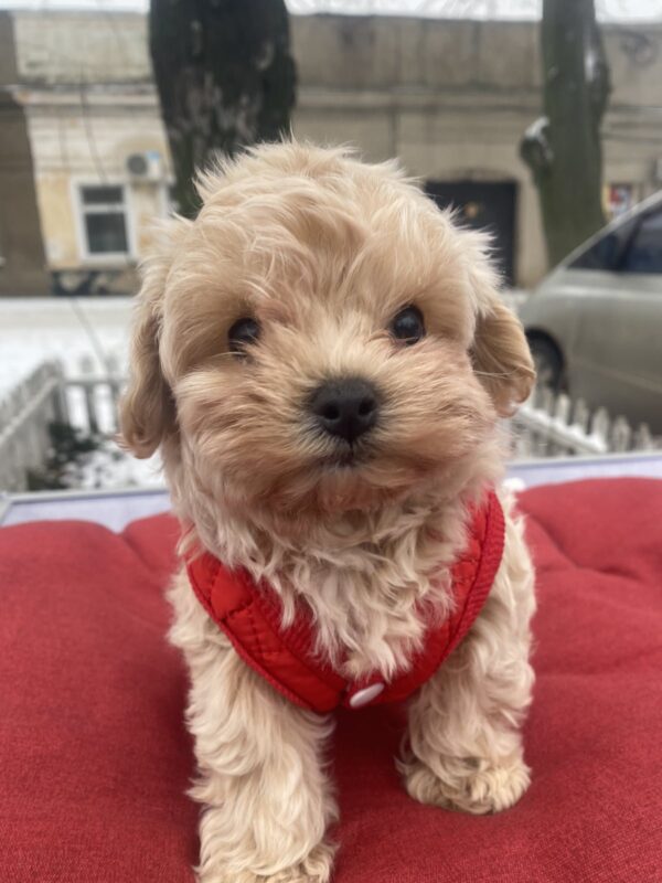 Jusya Maltipoo Jusya Maltipoo