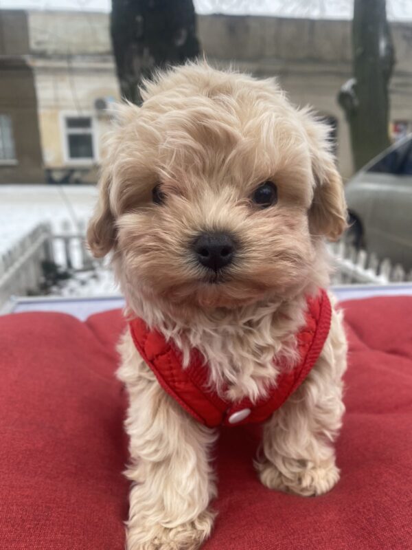 Jusya Maltipoo Jusya Maltipoo