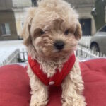 Jusya-female-maltipoo-puppy-for-sale-1 (4)
