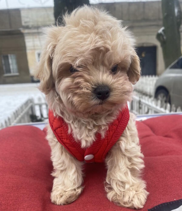 Jusya Maltipoo Jusya Maltipoo