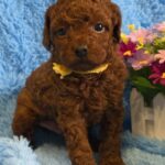 Kals-male-Toy-Poodle-puppy-for-sale-1