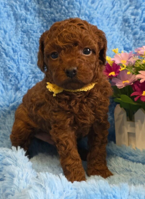 Kals Toy Poodle Kals Toy Poodle