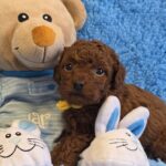 Kals-male-Toy-Poodle-puppy-for-sale-2