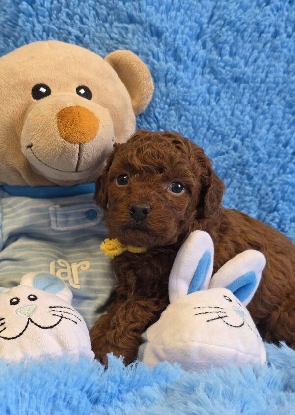 Kals Toy Poodle Kals Toy Poodle