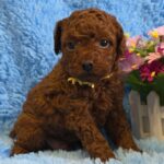 Kals-male-Toy-Poodle-puppy-for-sale-3