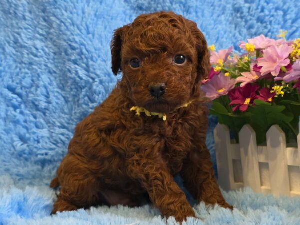 Kals Toy Poodle Kals Toy Poodle