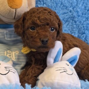Kals Toy Poodle Kals Toy Poodle