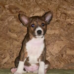 Kasia-female-basenji-puppy-for-sale-1 (1)