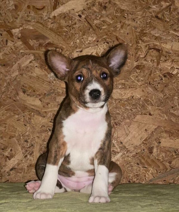 Kasia Basenji Kasia Basenji