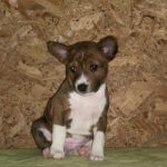 Kasia-female-basenji-puppy-for-sale-1 (2)