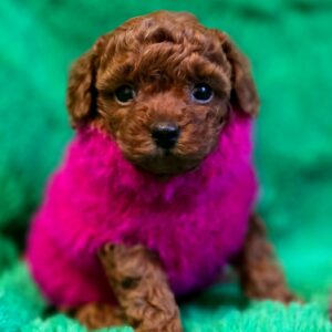 Kass Toy Poodle Kass Toy Poodle