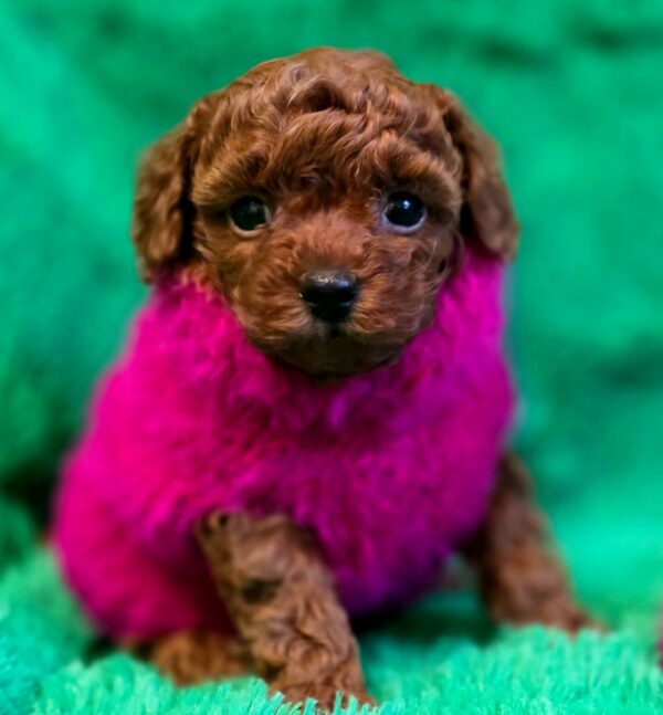 Kass Toy Poodle Kass Toy Poodle