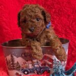 Kenan-male-Toy-Poodle-puppy-for-sale-1