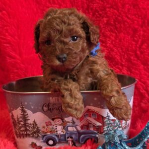 Kenan Toy Poodle Kenan Toy Poodle