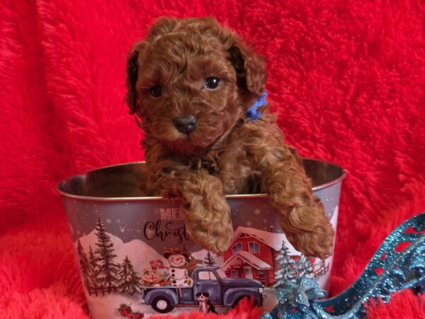Kenan Toy Poodle Kenan Toy Poodle