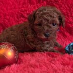 Kenan-male-Toy-Poodle-puppy-for-sale-2