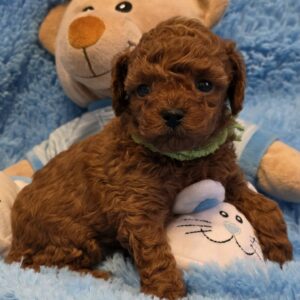 Kert Toy Poodle Kert Toy Poodle