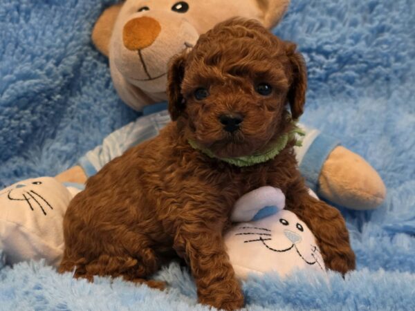 Kert Toy Poodle Kert Toy Poodle