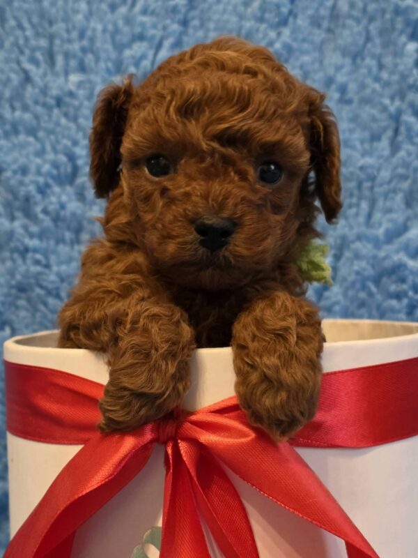 Kert Toy Poodle Kert Toy Poodle