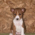 Ketty-female-basenji-puppy-for-sale-1 (1)