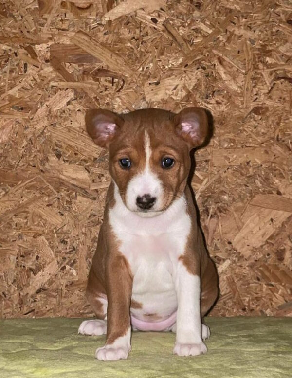 Ketty Basenji Ketty Basenji