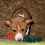 Ketty-female-basenji-puppy-for-sale-1 (2)