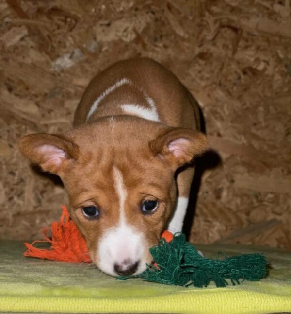 Ketty Basenji Ketty Basenji