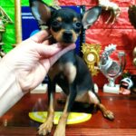 Kiota-female-Russian-Toy-puppy-for-sale-1