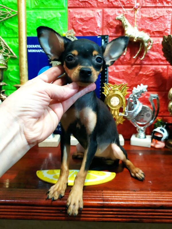 Kiota Russian Toy Terrier Kiota Russian Toy Terrier