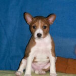 Koritsa-female-basenji-puppy-for-sale-1 (1)