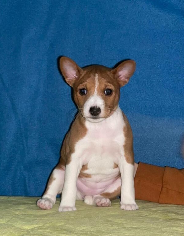 Koritsa Basenji Koritsa Basenji