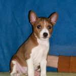 Koritsa-female-basenji-puppy-for-sale-1 (2)
