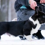Lairus-male-Welsh-Corgi-puppy-for-sale-1