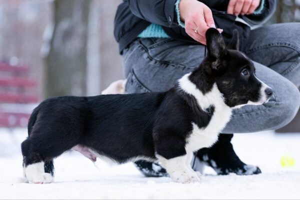 Lairus Welsh Corgi Lairus Welsh Corgi
