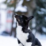 Lairus-male-Welsh-Corgi-puppy-for-sale-2