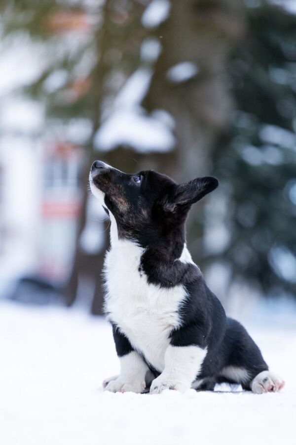 Lairus Welsh Corgi Lairus Welsh Corgi