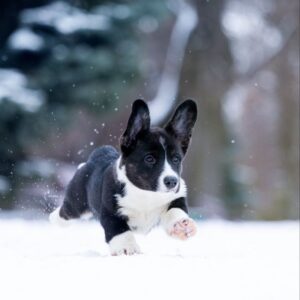 Lairus Welsh Corgi Lairus Welsh Corgi