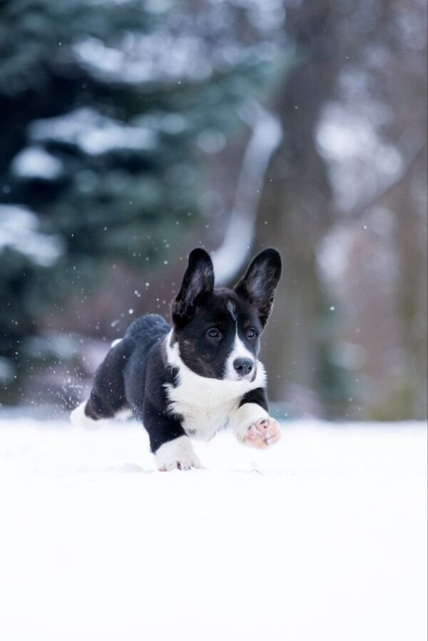 Lairus Welsh Corgi Lairus Welsh Corgi
