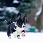 Lairus-male-Welsh-Corgi-puppy-for-sale-4