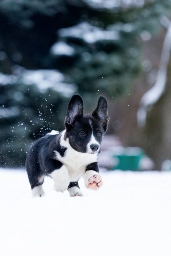 Lairus Welsh Corgi Lairus Welsh Corgi