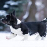 Lairus-male-Welsh-Corgi-puppy-for-sale-5