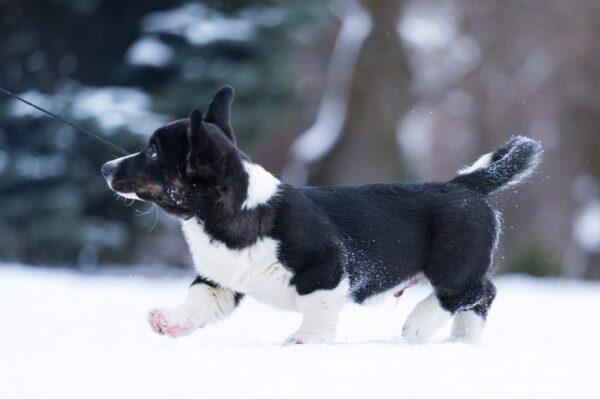 Lairus Welsh Corgi Lairus Welsh Corgi
