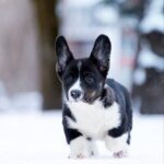 Lairus-male-Welsh-Corgi-puppy-for-sale-6