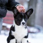 Lairus-male-Welsh-Corgi-puppy-for-sale-7